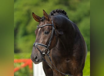 Koń oldenburski, Ogier, 4 lat, 174 cm, Ciemnokasztanowata