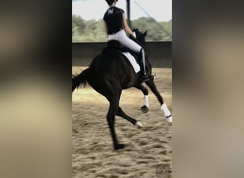 Koń oldenburski, Ogier, 5 lat, 167 cm, Kara