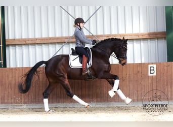 Koń oldenburski, Ogier, 5 lat, 170 cm, Ciemnogniada