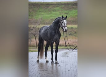 Koń oldenburski, Ogier, 5 lat, 171 cm, Siwa