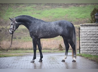 Koń oldenburski, Ogier, 5 lat, 171 cm, Siwa