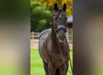 Koń oldenburski, Ogier, 5 lat, 174 cm, Kara