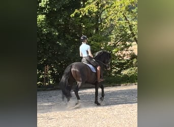 Koń oldenburski, Ogier, 5 lat, 174 cm, Kara