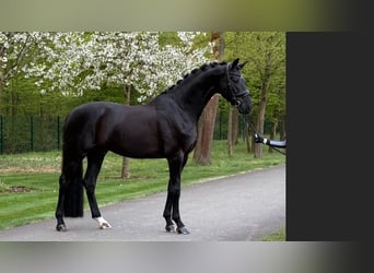 Koń oldenburski, Ogier, 6 lat, 174 cm, Kara