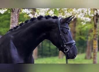 Koń oldenburski, Ogier, 6 lat, 174 cm, Kara