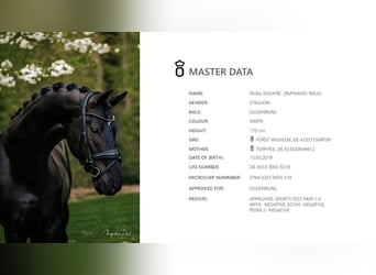 Koń oldenburski, Ogier, 6 lat, 174 cm, Kara