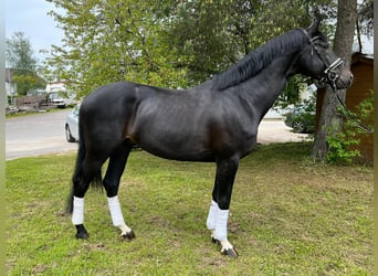 Koń oldenburski, Ogier, 6 lat, 176 cm, Kara