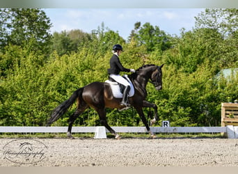 Koń oldenburski, Ogier, 6 lat, 178 cm, Ciemnogniada