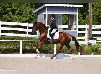 Koń oldenburski, Ogier, 7 lat, 165 cm, Ciemnokasztanowata