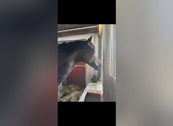 Koń oldenburski, Ogier, 7 lat, 170 cm, Gniada