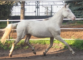 Koń oldenburski, Ogier, 7 lat, 172 cm, Izabelowata