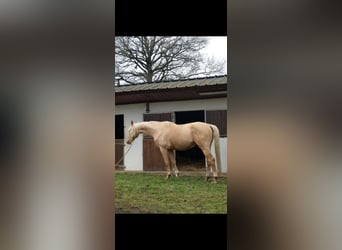 Koń oldenburski, Ogier, 7 lat, 172 cm, Izabelowata