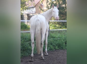 Koń oldenburski, Ogier, 7 lat, 172 cm, Izabelowata