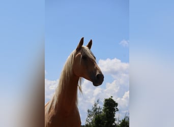 Koń oldenburski, Ogier, 7 lat, 172 cm, Izabelowata