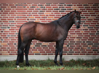 Koń oldenburski, Ogier, 8 lat, 168 cm, Gniada