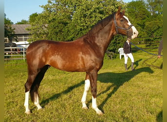 Koń oldenburski, Ogier, 8 lat, 174 cm, Ciemnokasztanowata