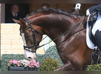 Koń oldenburski, Ogier, 8 lat, 174 cm, Ciemnokasztanowata