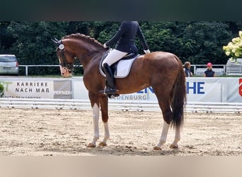 Koń oldenburski, Ogier, 8 lat, 174 cm, Ciemnokasztanowata