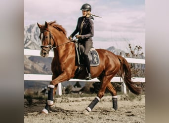 Koń oldenburski, Ogier, 8 lat, 175 cm, Ciemnokasztanowata