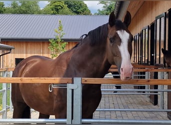 Koń oldenburski, Ogier, 9 lat, 174 cm, Ciemnokasztanowata