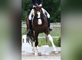 Koń oldenburski, Ogier, 9 lat, 174 cm, Ciemnokasztanowata