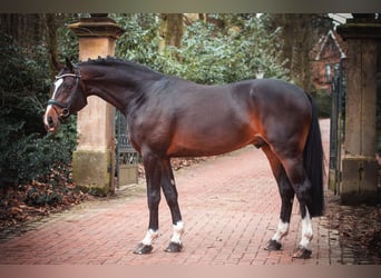 Koń oldenburski, Ogier, 4 lat, 172 cm, Ciemnogniada