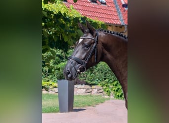 Koń oldenburski, Ogier, 10 lat, 168 cm, Ciemnogniada