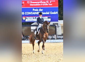Koń oldenburski, Ogier, 21 lat, 172 cm, Ciemnokasztanowata