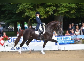 Koń oldenburski, Ogier, 21 lat, 172 cm, Ciemnokasztanowata