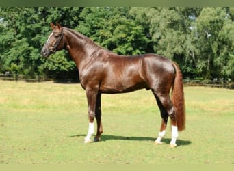 Koń oldenburski, Ogier, 21 lat, 172 cm, Ciemnokasztanowata