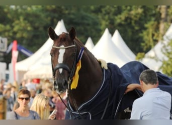 Koń oldenburski, Ogier, 21 lat, 172 cm, Ciemnokasztanowata