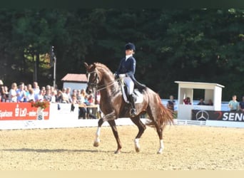 Koń oldenburski, Ogier, 21 lat, 172 cm, Ciemnokasztanowata