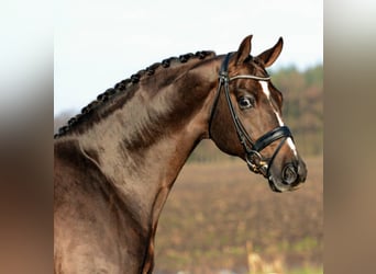 Koń oldenburski, Ogier, 24 lat, 170 cm, Ciemnokasztanowata