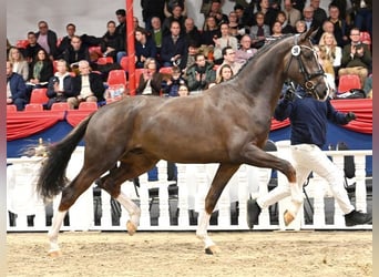 Koń oldenburski, Ogier, 4 lat, 173 cm, Ciemnokasztanowata
