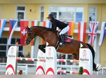 Koń oldenburski, Ogier, 13 lat, 165 cm, Gniada