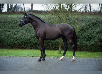 Koń oldenburski, Ogier, 3 lat, 170 cm, Kara
