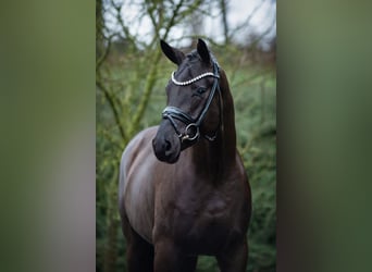 Koń oldenburski, Ogier, 3 lat, 170 cm, Kara