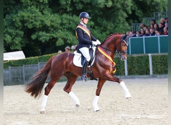 Koń oldenburski, Ogier, 7 lat, 171 cm, Kasztanowata