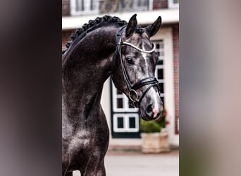 Koń oldenburski, Ogier, 5 lat, 170 cm, Siwa