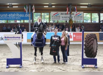 Koń oldenburski, Ogier, 24 lat, 174 cm, Skarogniada