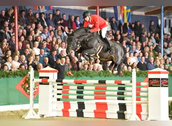 Koń oldenburski, Ogier, 10 lat, 172 cm, Skarogniada