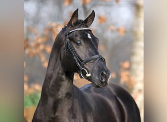 Koń oldenburski, Ogier, 18 lat, 169 cm, Skarogniada