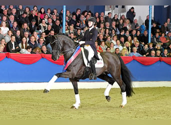 Koń oldenburski, Ogier, 19 lat, 169 cm, Skarogniada