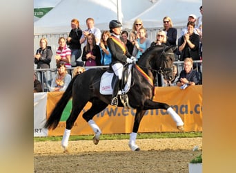 Koń oldenburski, Ogier, 18 lat, 169 cm, Skarogniada