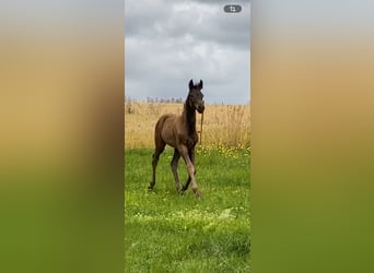 Koń oldenburski, Ogier, Źrebak (04/2026), 170 cm, Ciemnogniada