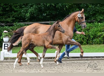 Koń oldenburski, Ogier, , 170 cm, Ciemnokasztanowata
