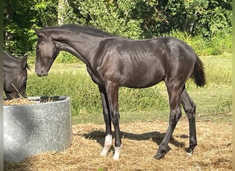 Koń oldenburski, Ogier, Źrebak (04/2025), 170 cm, Kara