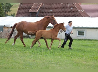 Koń oldenburski, Ogier, Źrebak (04/2023), 170 cm, Kasztanowata