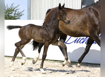 Koń oldenburski, Ogier, Źrebak (06/2024), 170 cm, Skarogniada