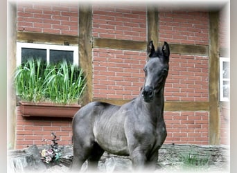 Koń oldenburski, Ogier, Źrebak (04/2024), 170 cm, Skarogniada